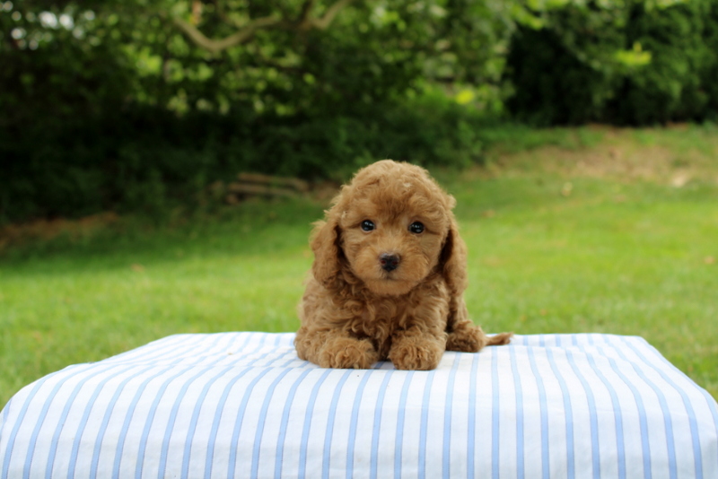puppy, for, sale, Mini Goldendoodle F1B, Matthew B. Stoltzfus, dog, breeder, Gap, PA, dog-breeder, puppy-for-sale, forsale, nearby, find, puppyfind, locator, puppylocator, aca